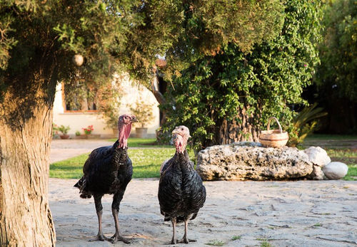 B&B La Chora Di Paestum Eksteriør bilde